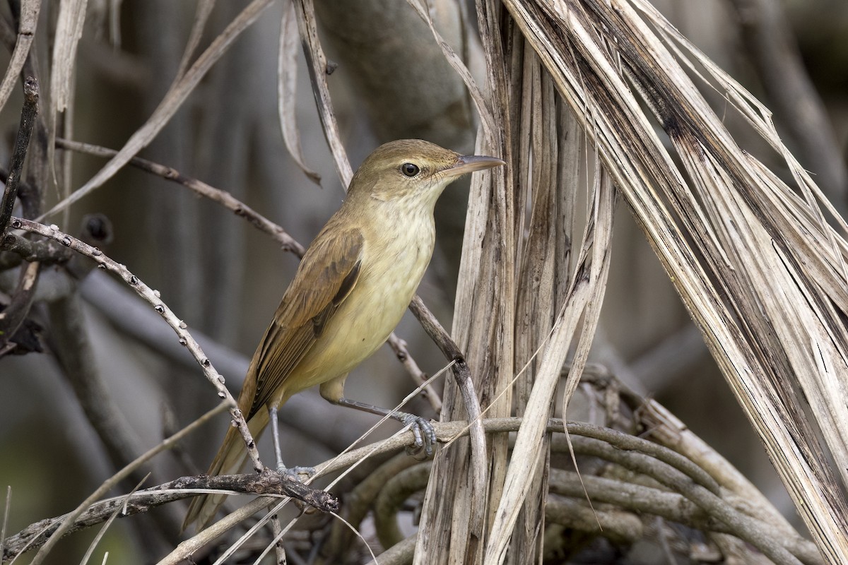Oriental Reed Warbler - ML647070049