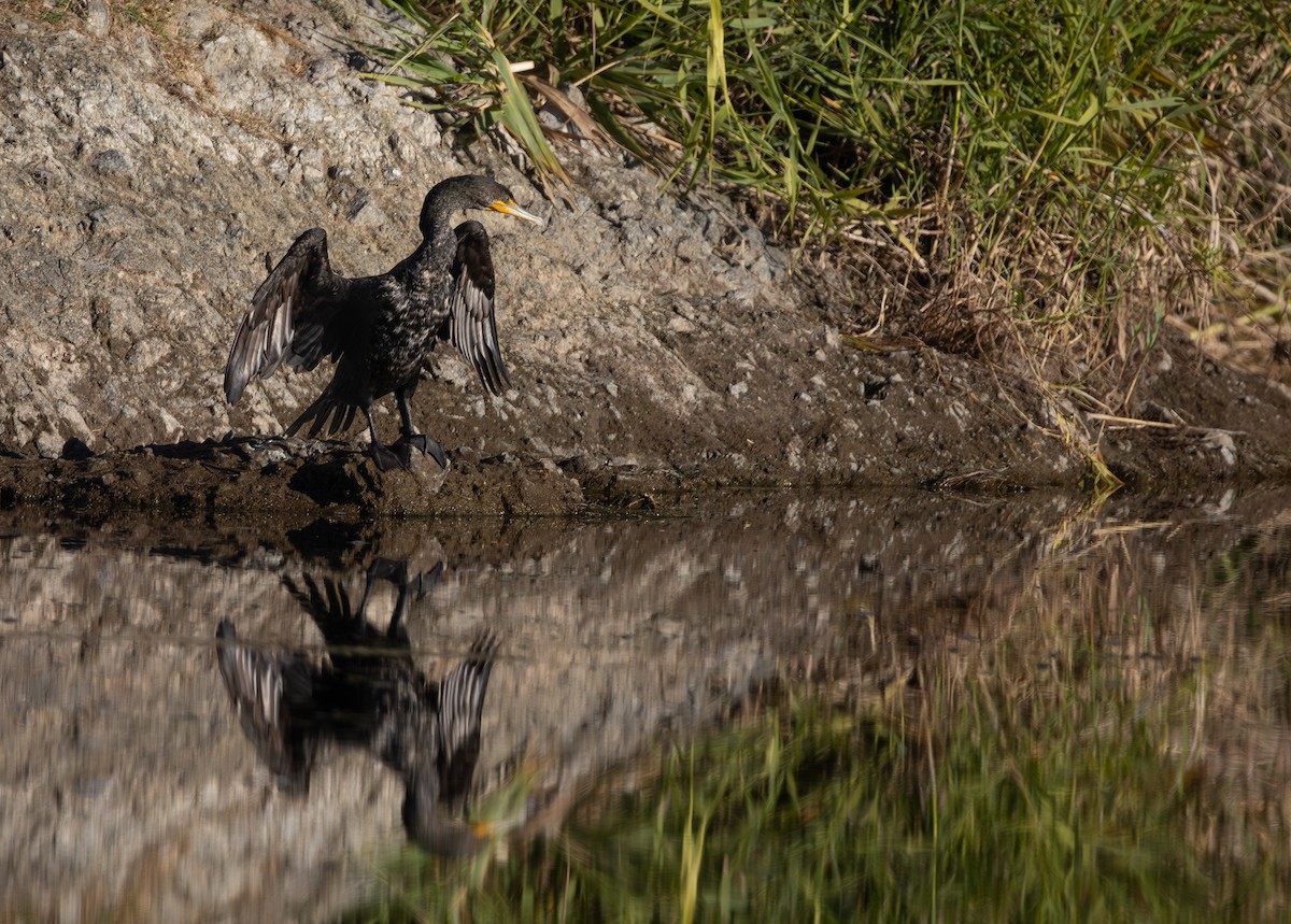 Double-crested Cormorant - ML647070051