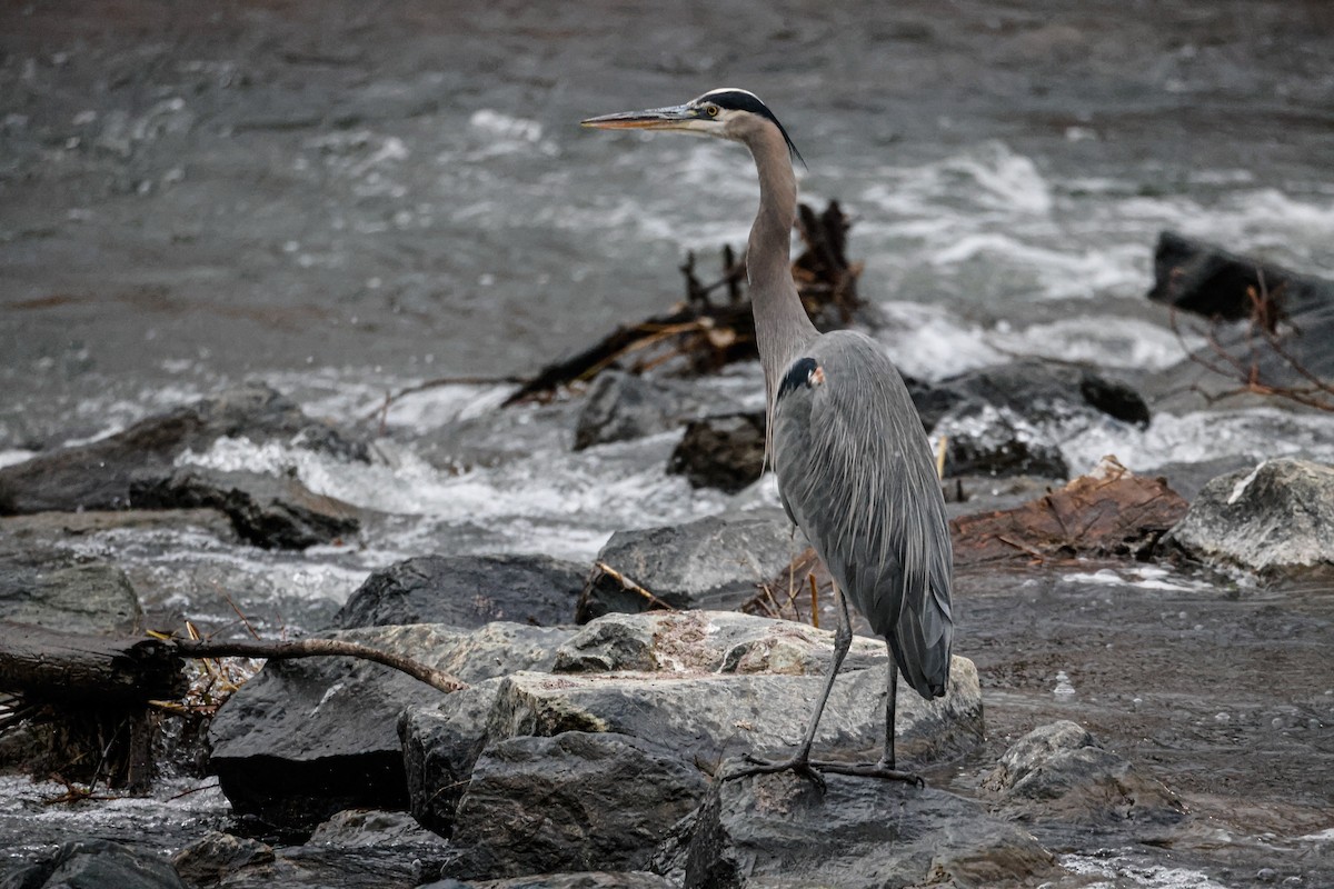 Great Blue Heron - ML647070052