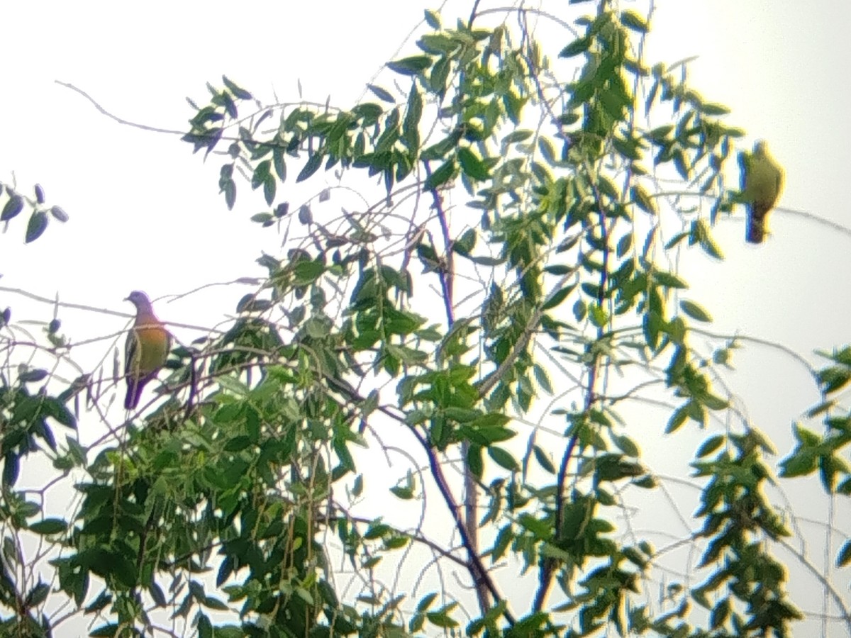 Pink-necked Green-Pigeon - ML647070056