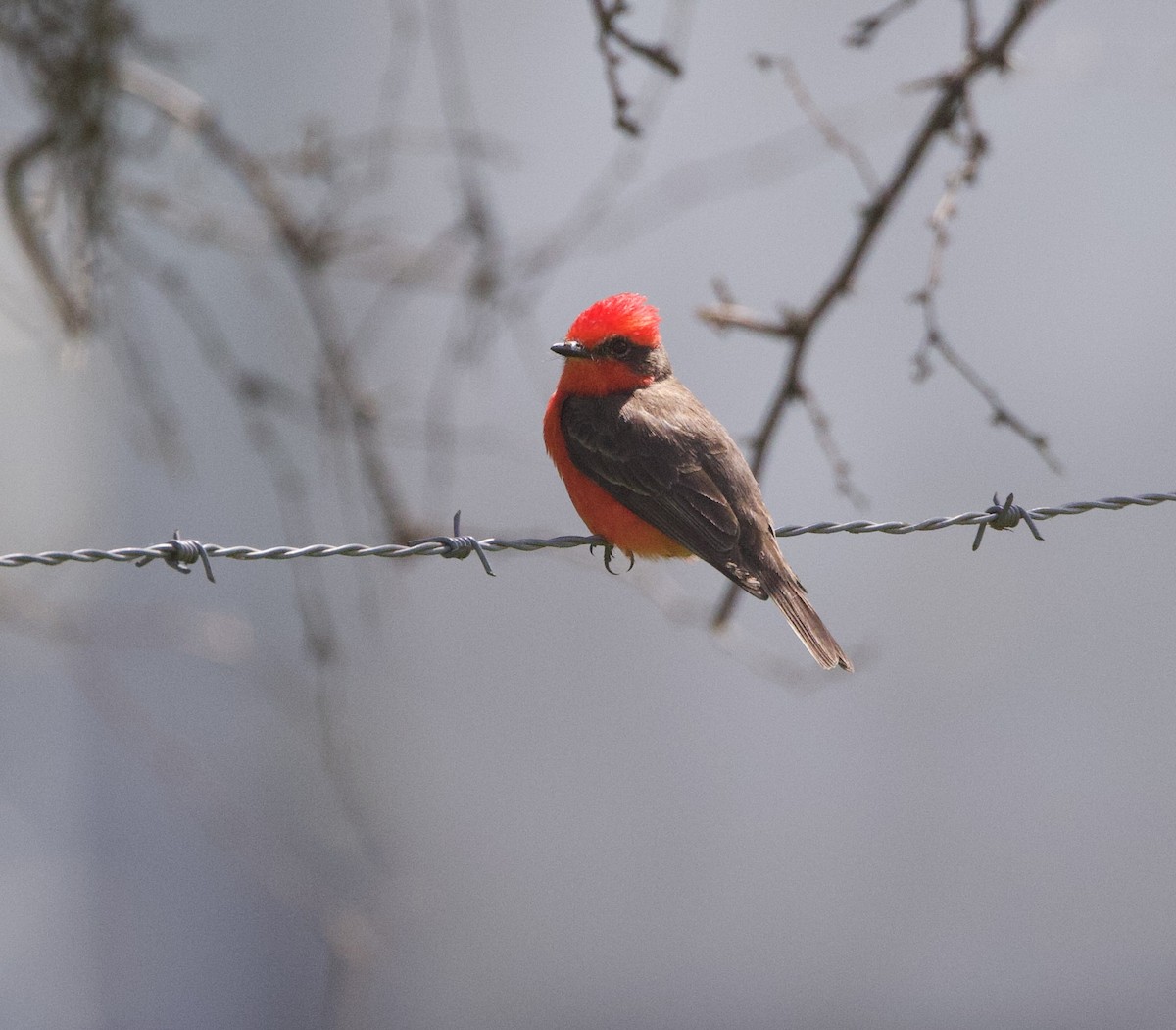 Vermilion Flycatcher - ML647070058