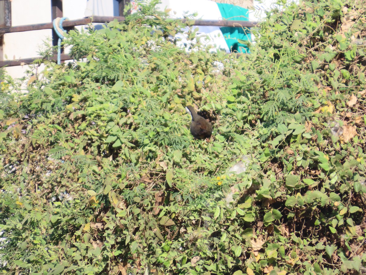 White-breasted Waterhen - ML647070059