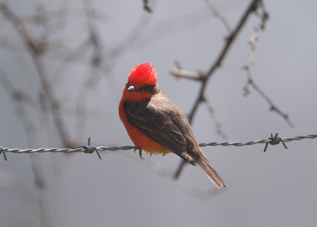 Vermilion Flycatcher - ML647070060