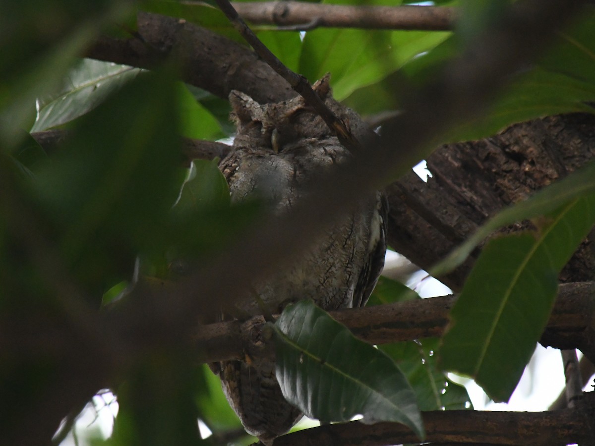 Pacific Screech-Owl - ML647070065