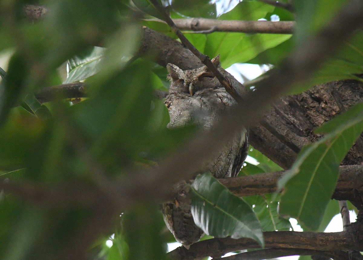 Pacific Screech-Owl - ML647070066