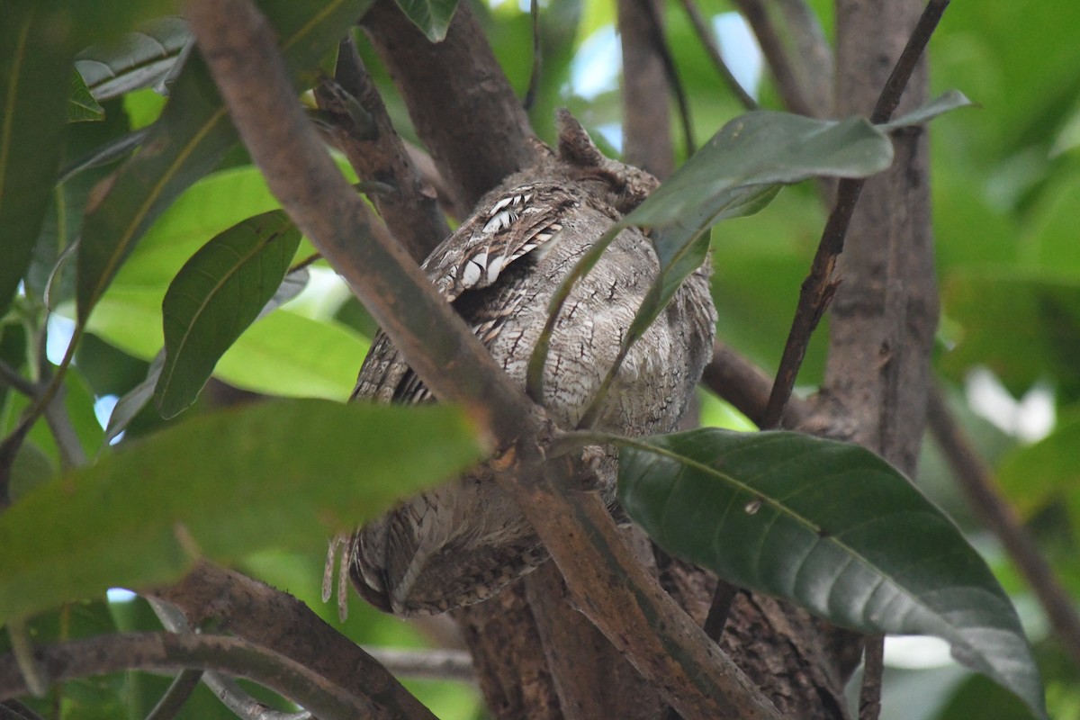 Pacific Screech-Owl - ML647070067