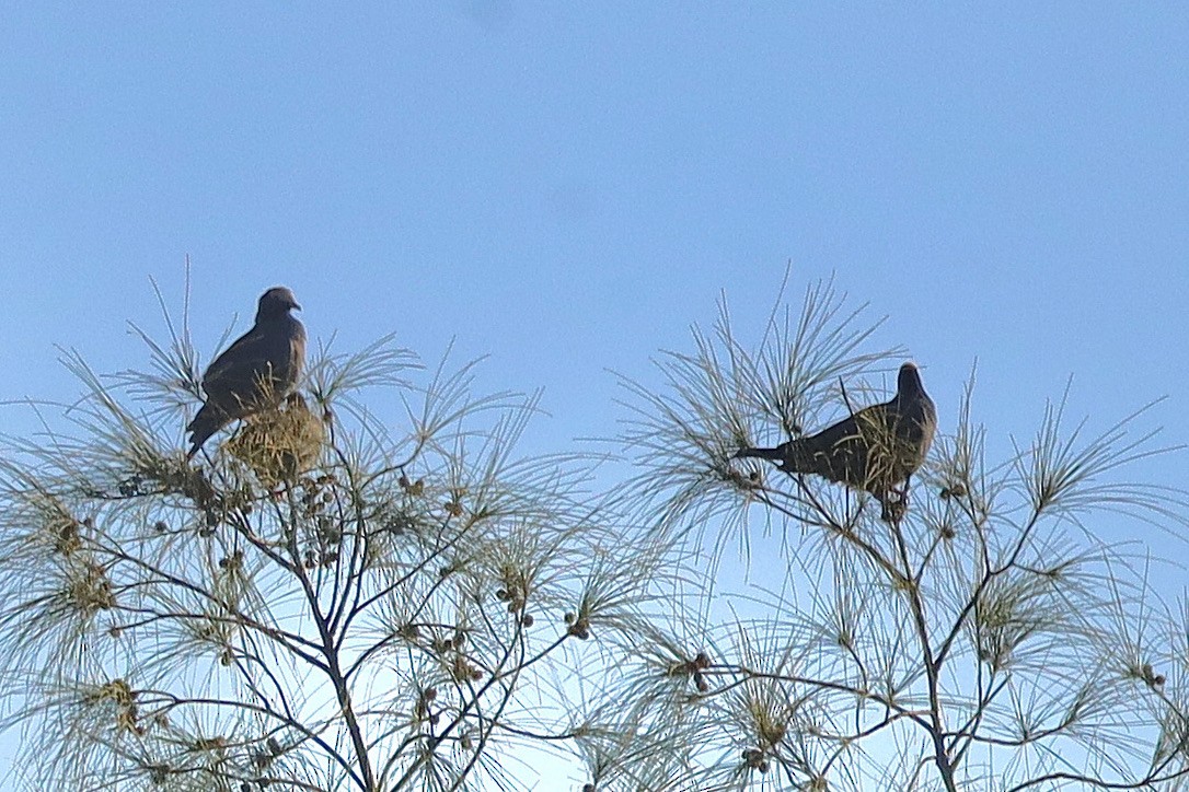 White-crowned Pigeon - ML647070068