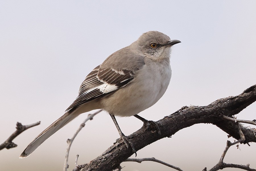 Northern Mockingbird - ML647070072