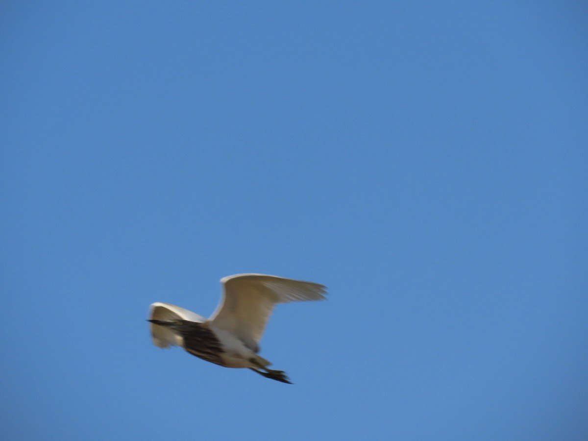 Indian Pond-Heron - ML647070077