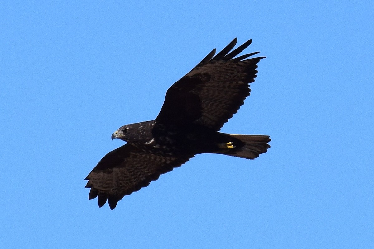 Busardo Colirrojo (harlani) - ML647070079