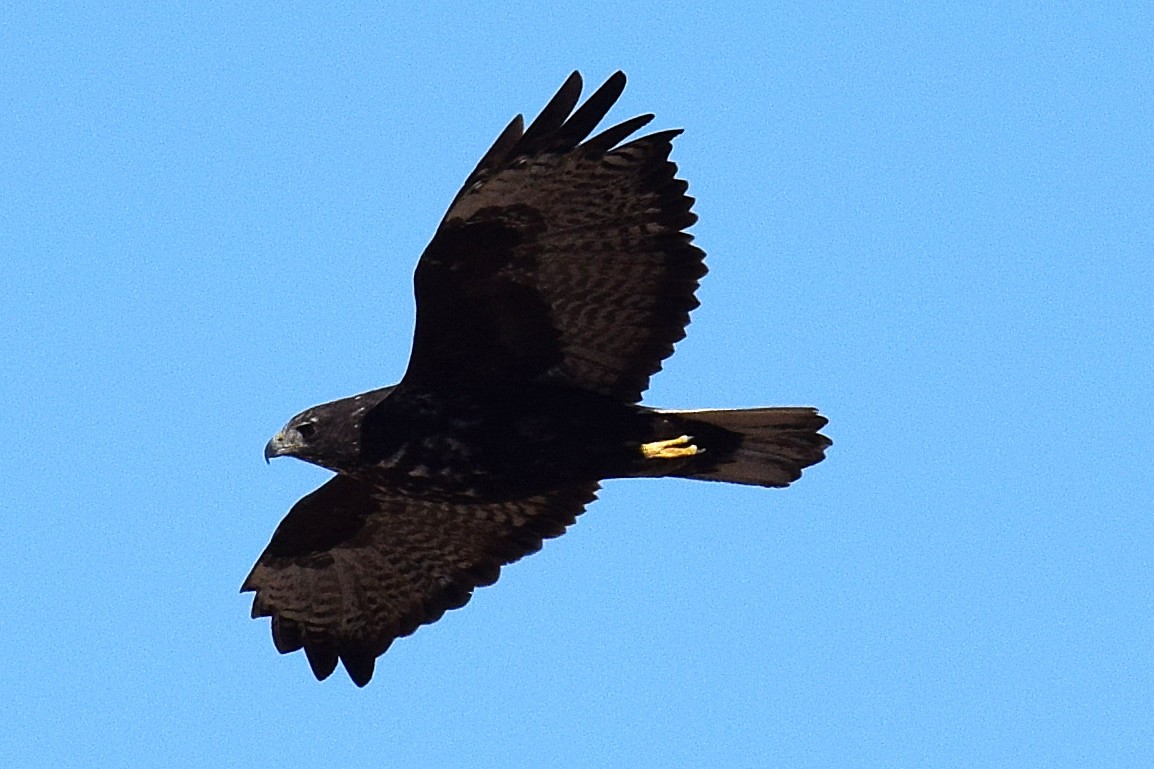 Busardo Colirrojo (harlani) - ML647070080