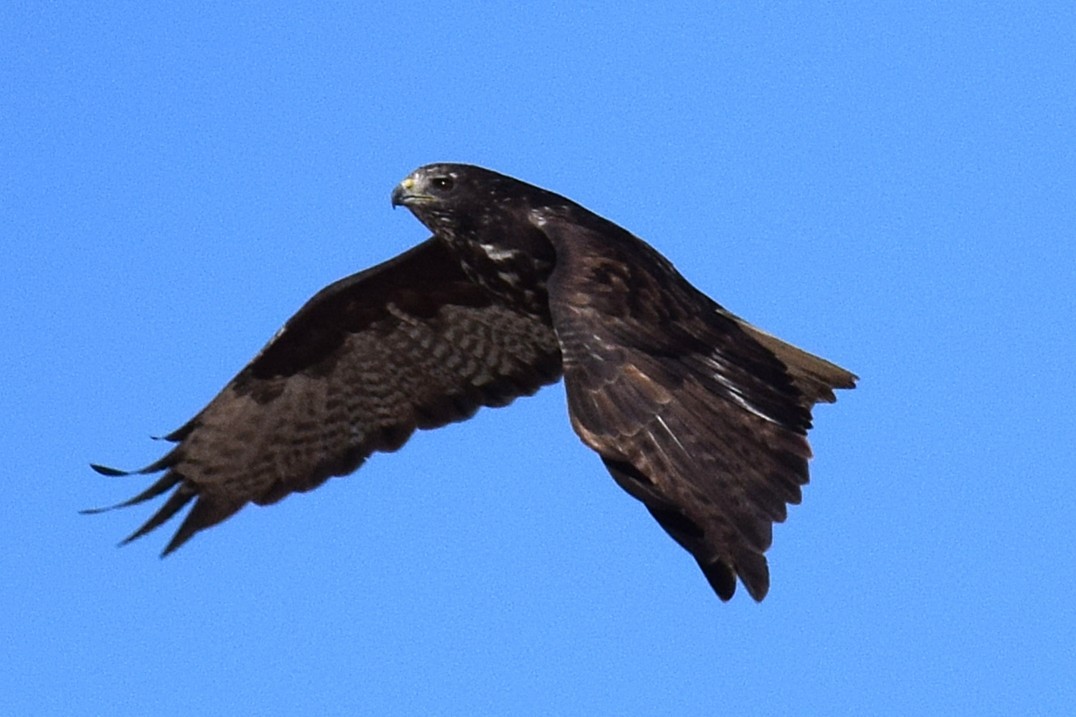 Busardo Colirrojo (harlani) - ML647070081