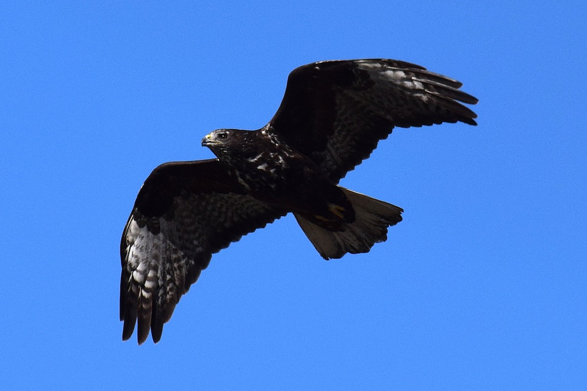 Busardo Colirrojo (harlani) - ML647070083