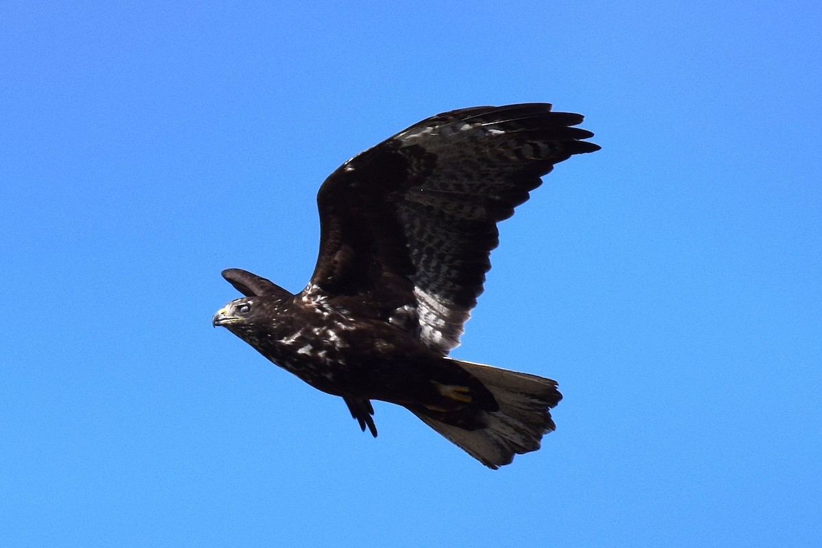 Busardo Colirrojo (harlani) - ML647070085