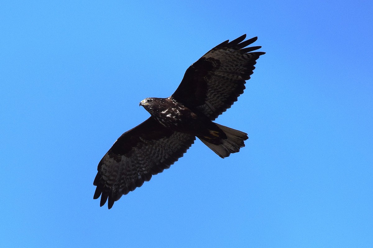 Busardo Colirrojo (harlani) - ML647070086