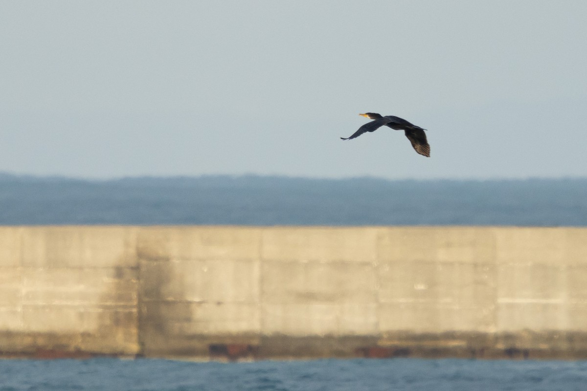 kormorán velký (ssp. sinensis/hanedae) - ML647070087