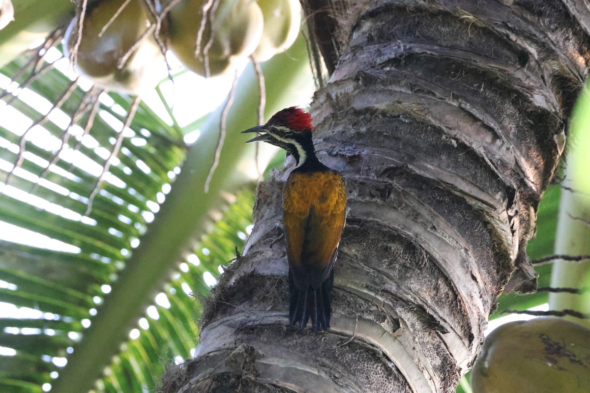 Black-rumped Flameback - ML647070093