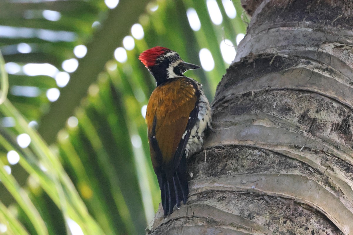 Black-rumped Flameback - ML647070094