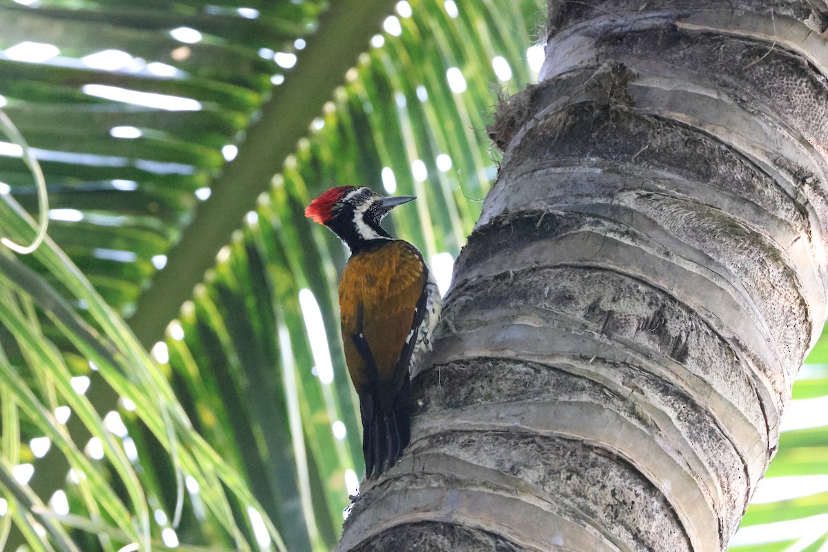 Black-rumped Flameback - ML647070095