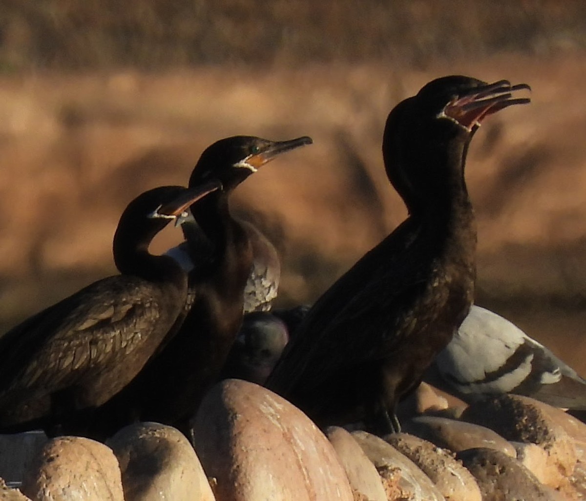 flodskarv - ML647070109