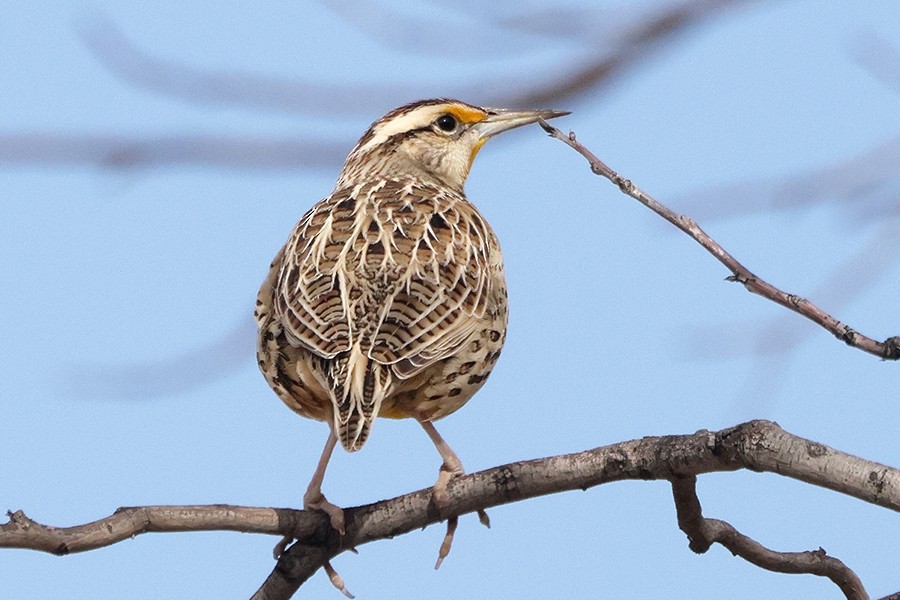 Chihuahuan Meadowlark - ML647070111