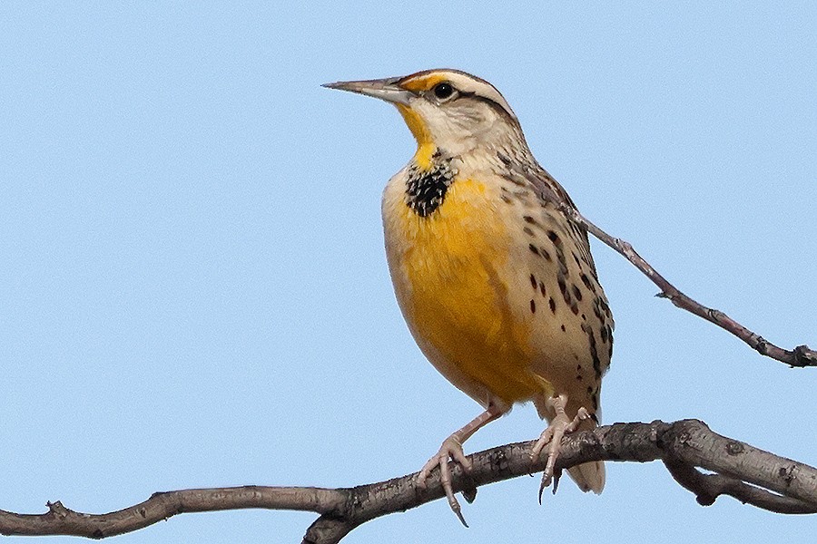 Chihuahuan Meadowlark - ML647070112