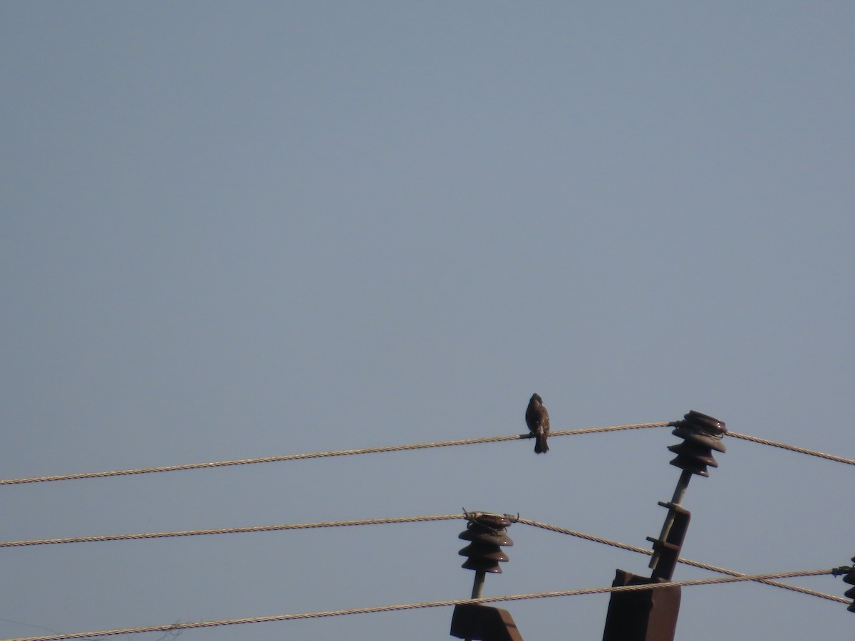 Red-vented Bulbul - ML647070113
