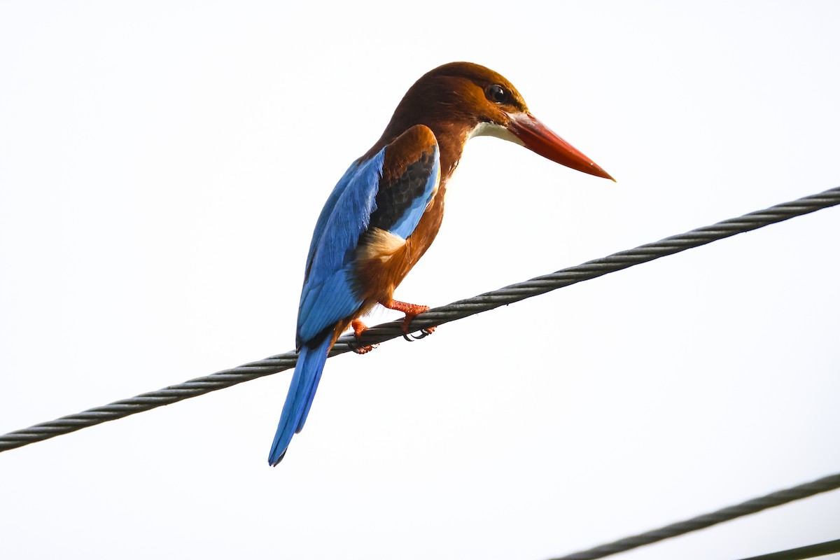 White-throated Kingfisher - ML647070116
