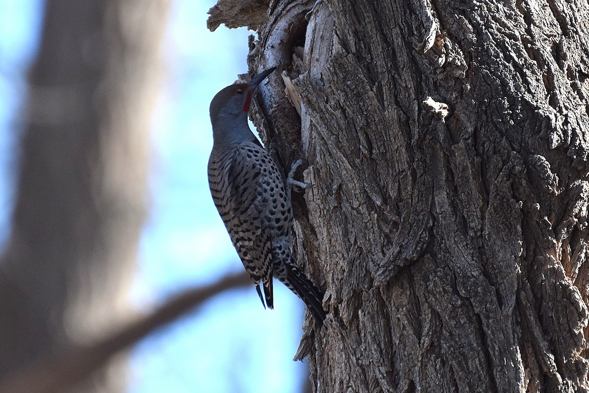 Northern Flicker - ML647070117