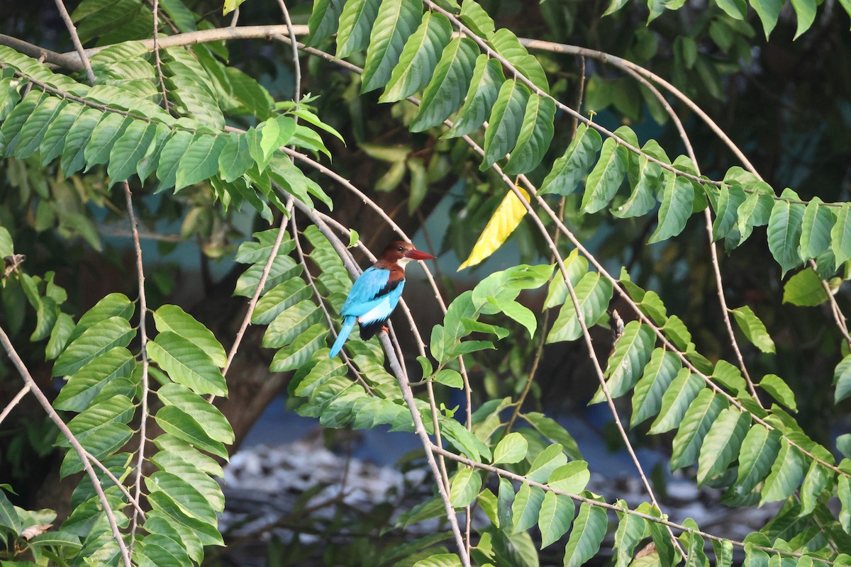 White-throated Kingfisher - ML647070118