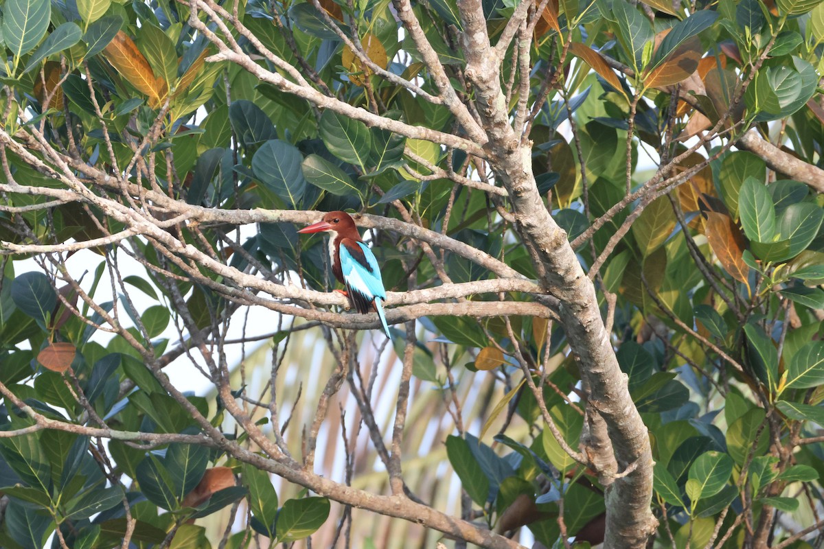 White-throated Kingfisher - ML647070119