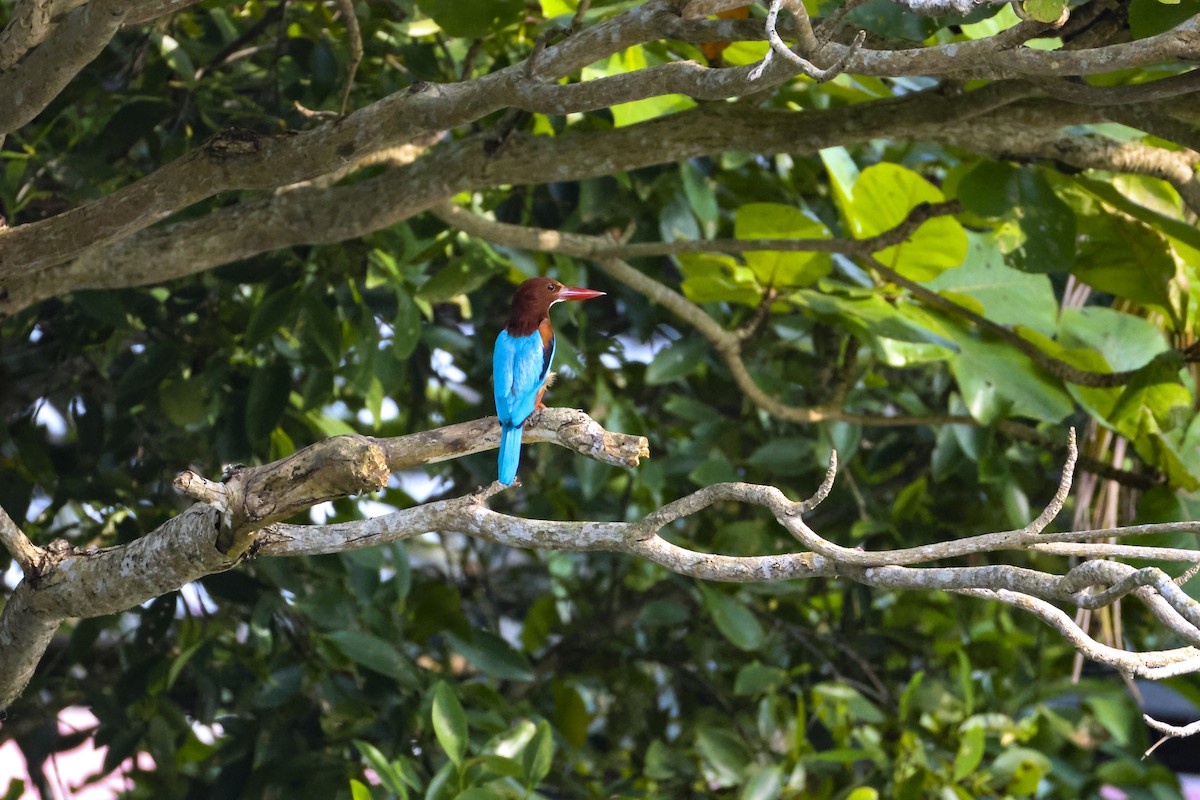 White-throated Kingfisher - ML647070120