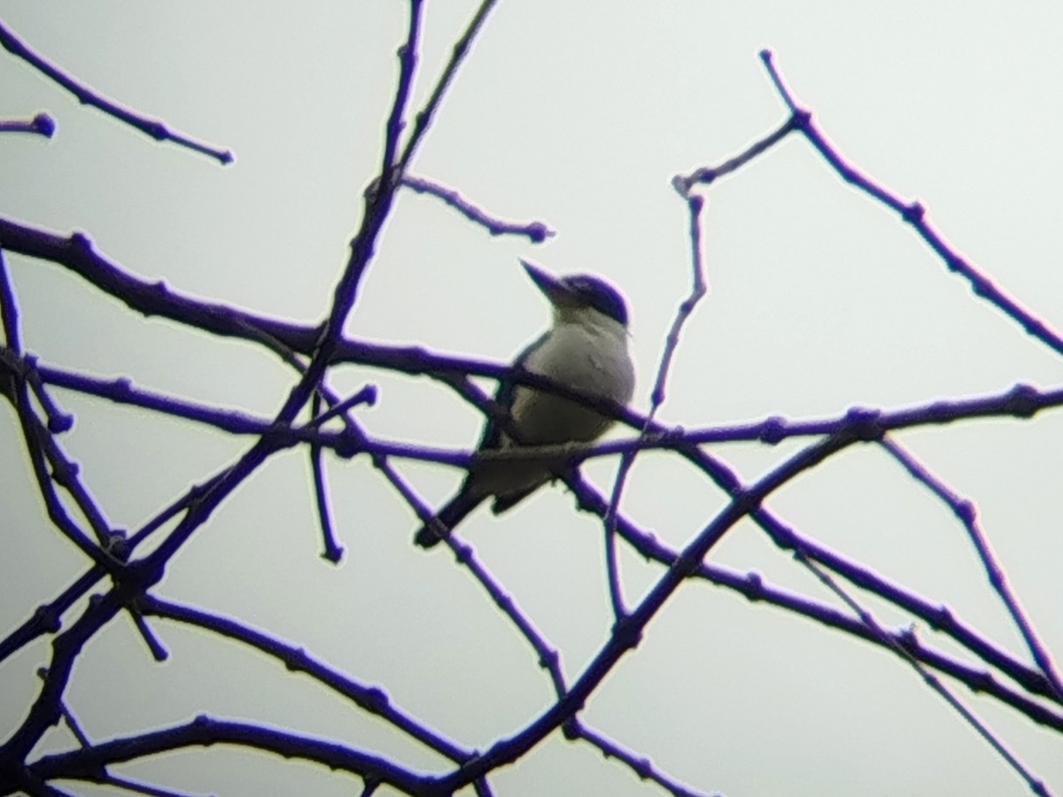 Collared Kingfisher - ML647070121