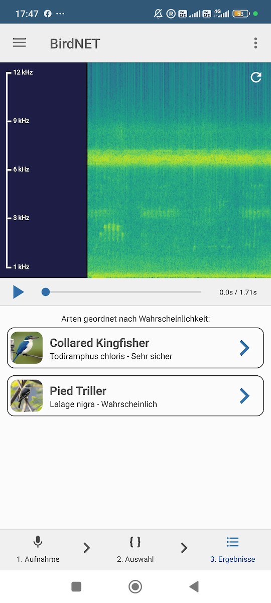Collared Kingfisher - ML647070122