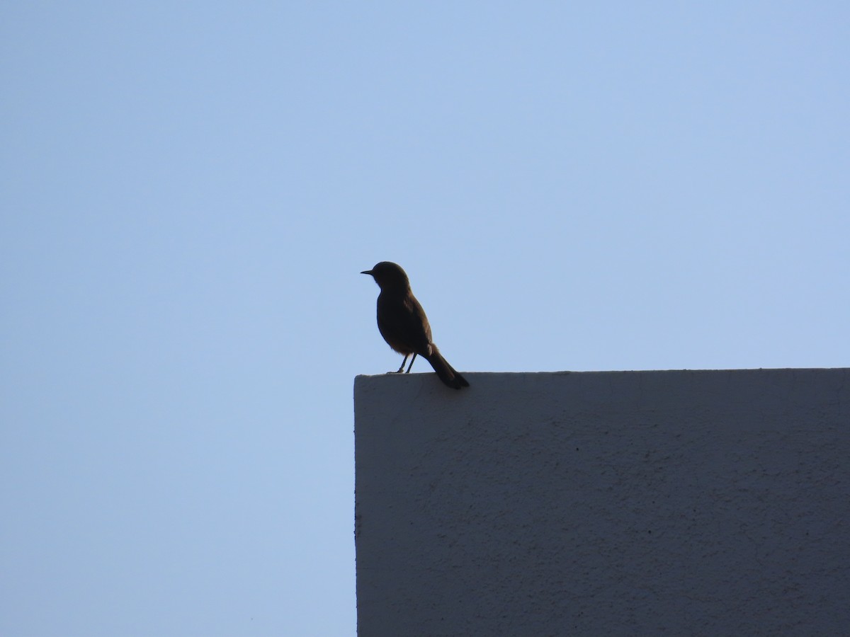 Brown Rock Chat - ML647070123