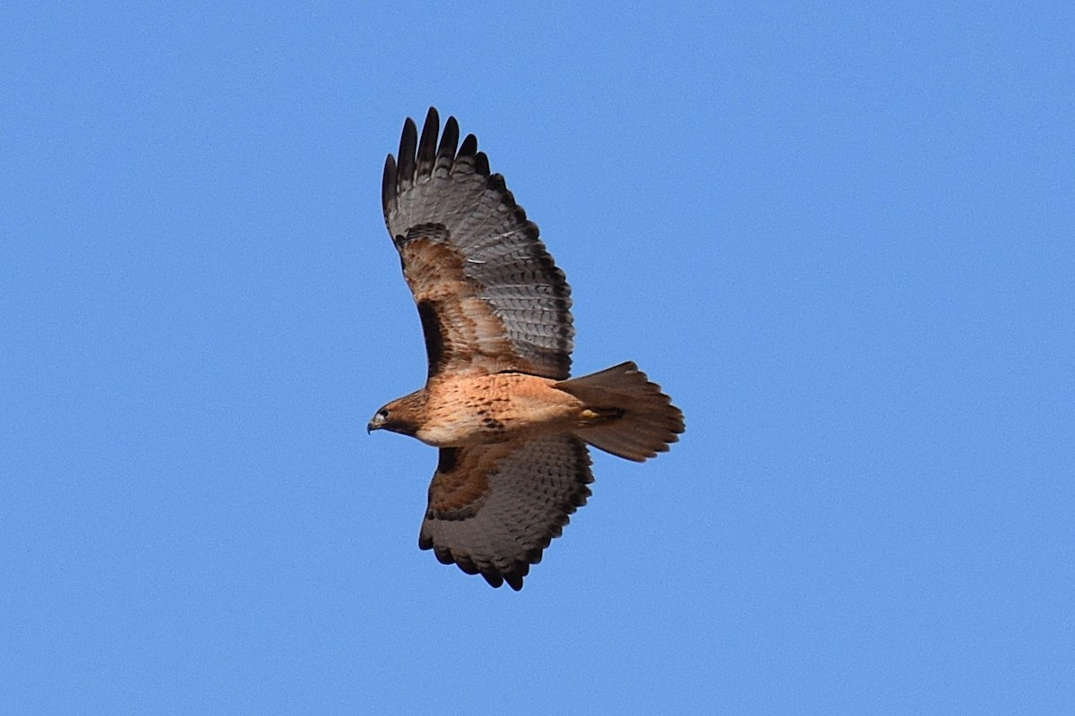 Red-tailed Hawk - ML647070125