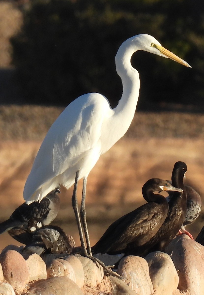 Great Egret - ML647070126