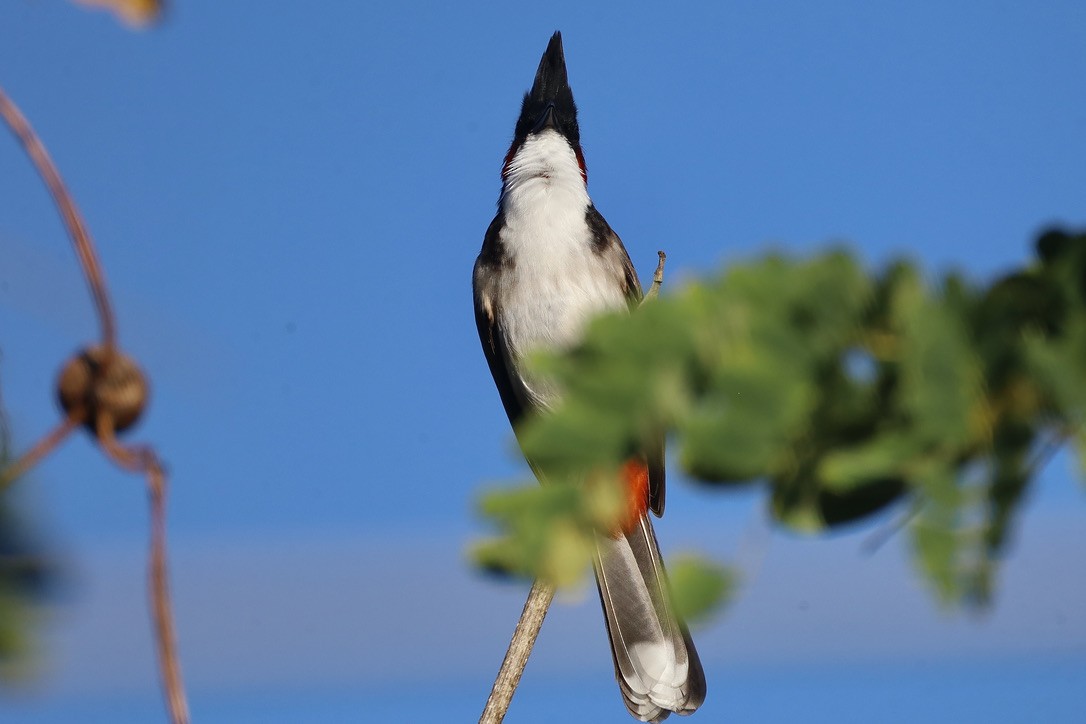 Red-whiskered Bulbul - ML647070127