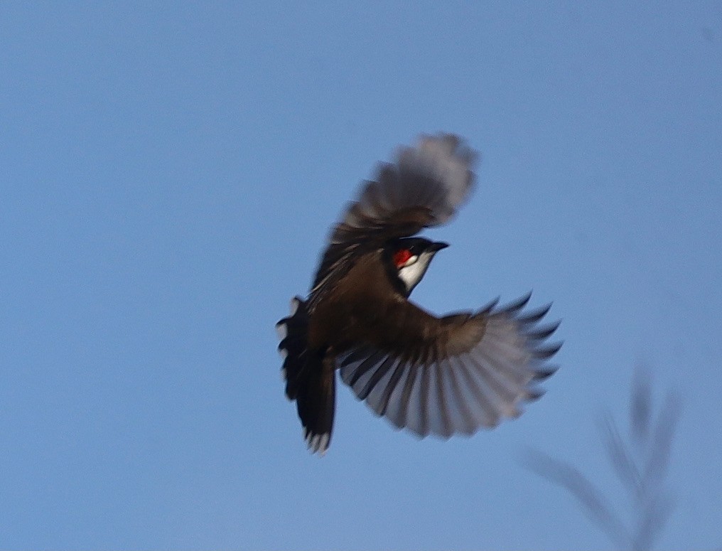 Red-whiskered Bulbul - ML647070128