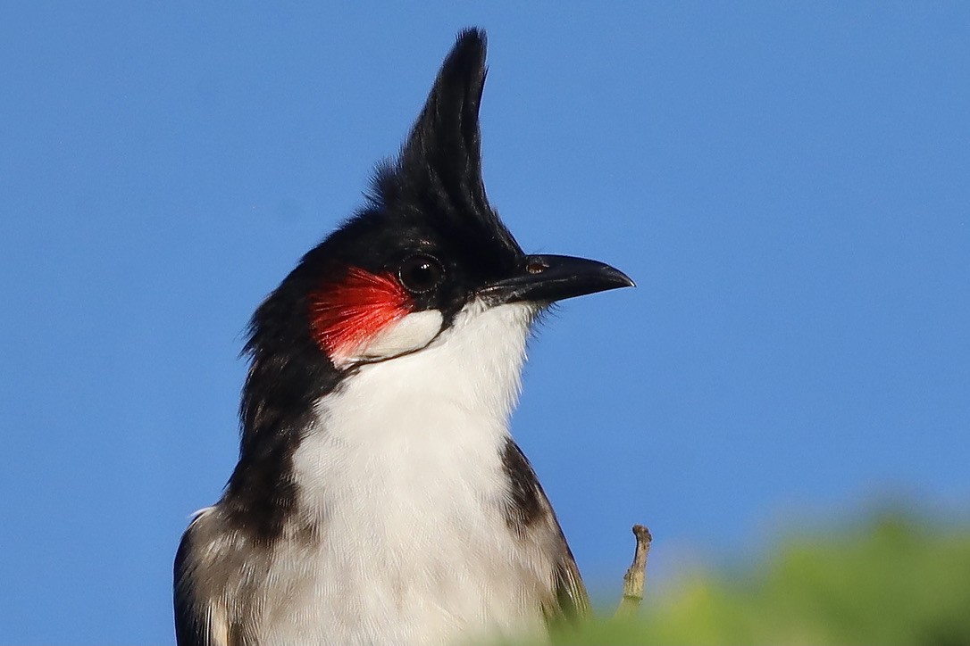 Red-whiskered Bulbul - ML647070129