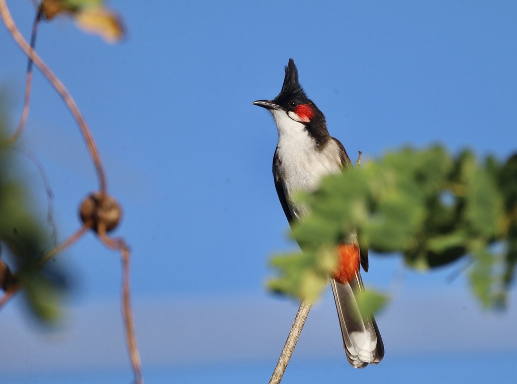 Red-whiskered Bulbul - ML647070130