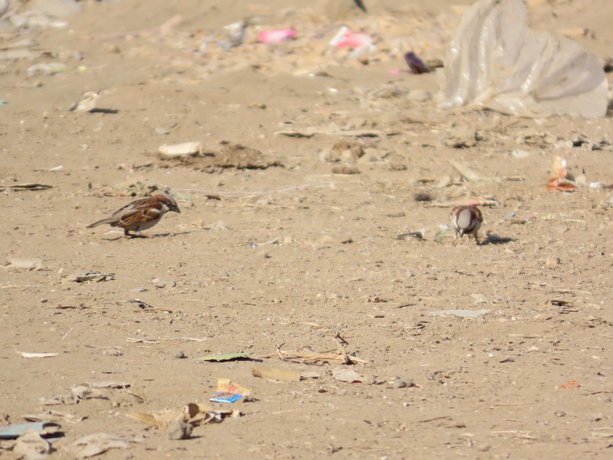 House Sparrow - ML647070132