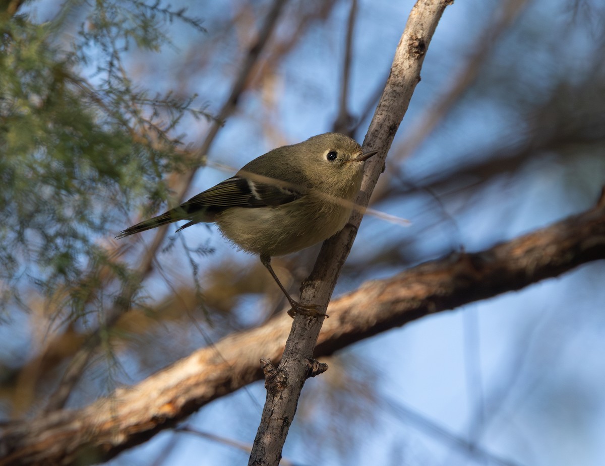 Ruby-crowned Kinglet - ML647070134