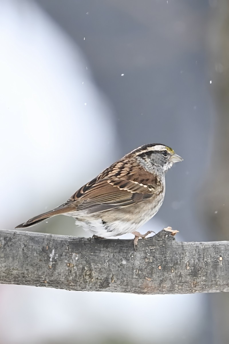 White-throated Sparrow - ML647070136