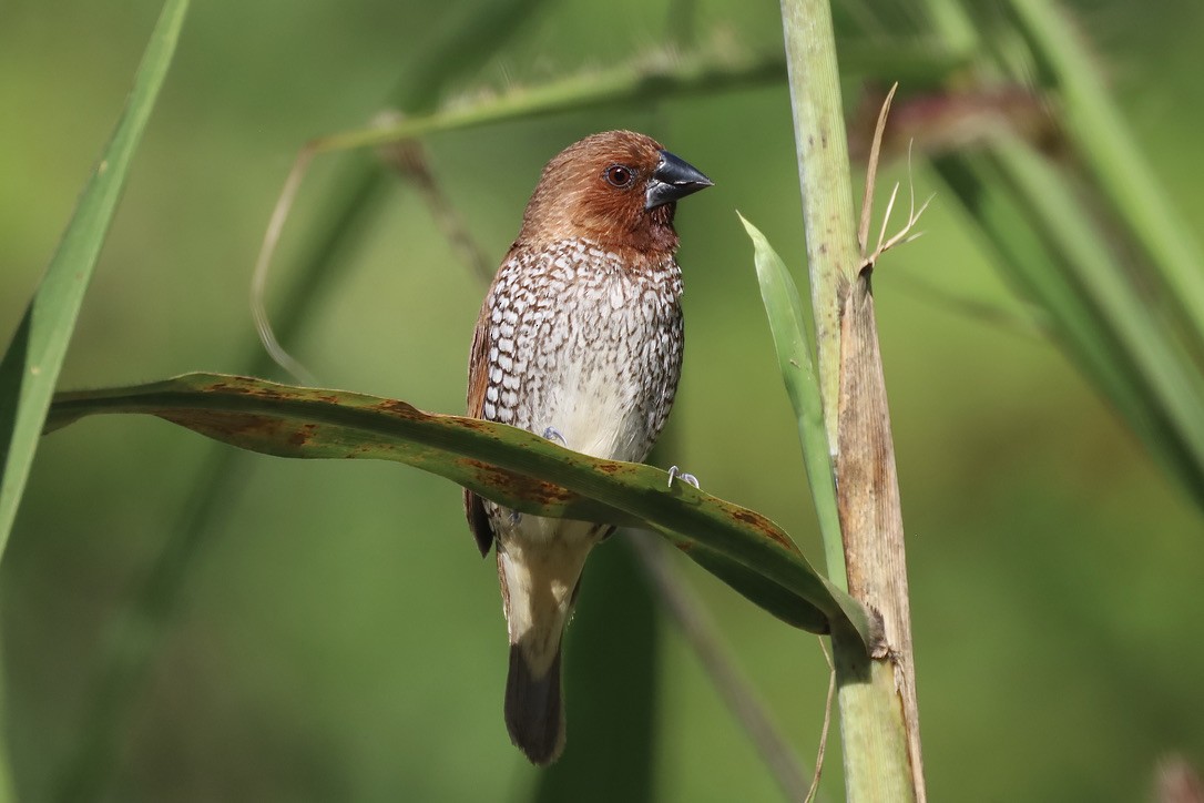 Spot-breasted Oriole - ML647070138