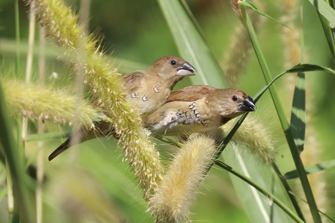 Spot-breasted Oriole - ML647070139