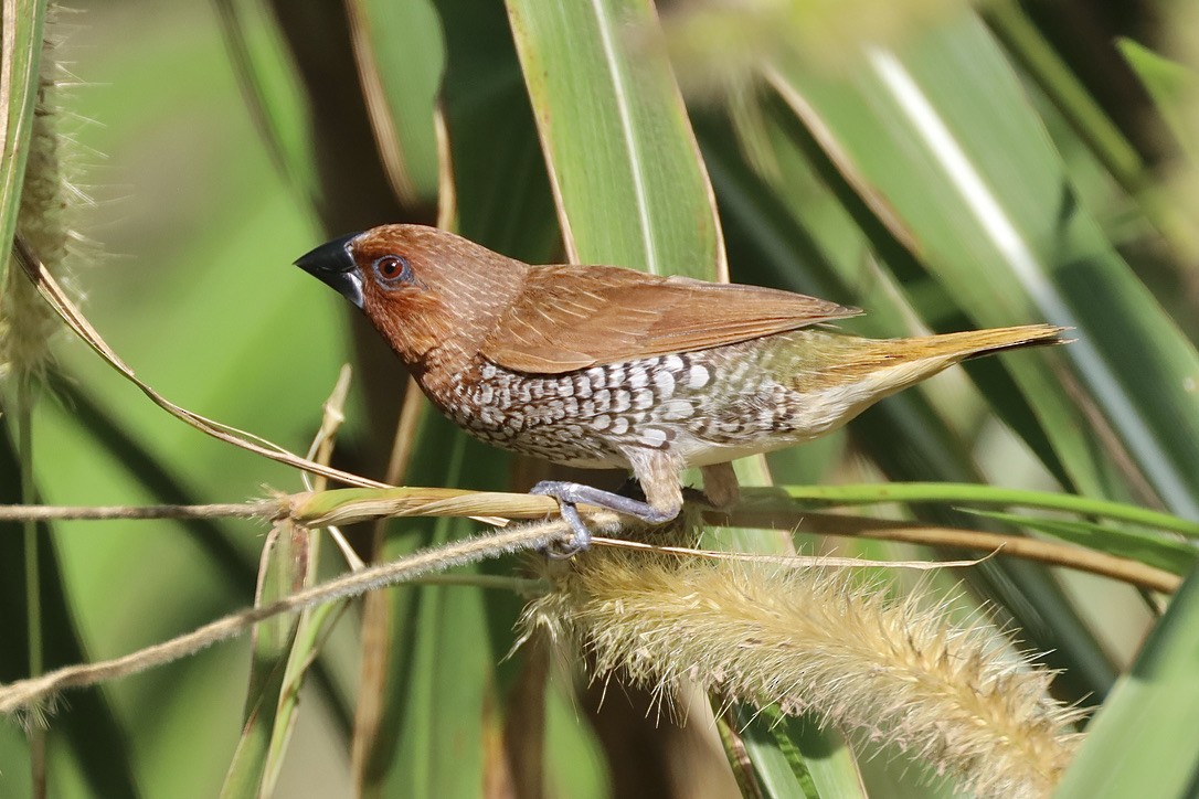 Spot-breasted Oriole - ML647070140