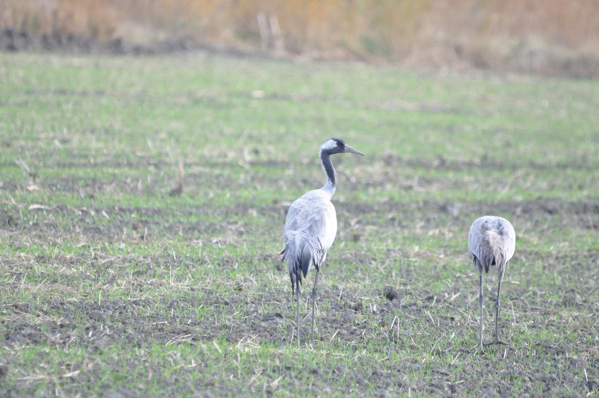 Common Crane - ML647070141