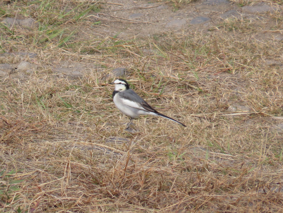 konipas bílý - ML647070142