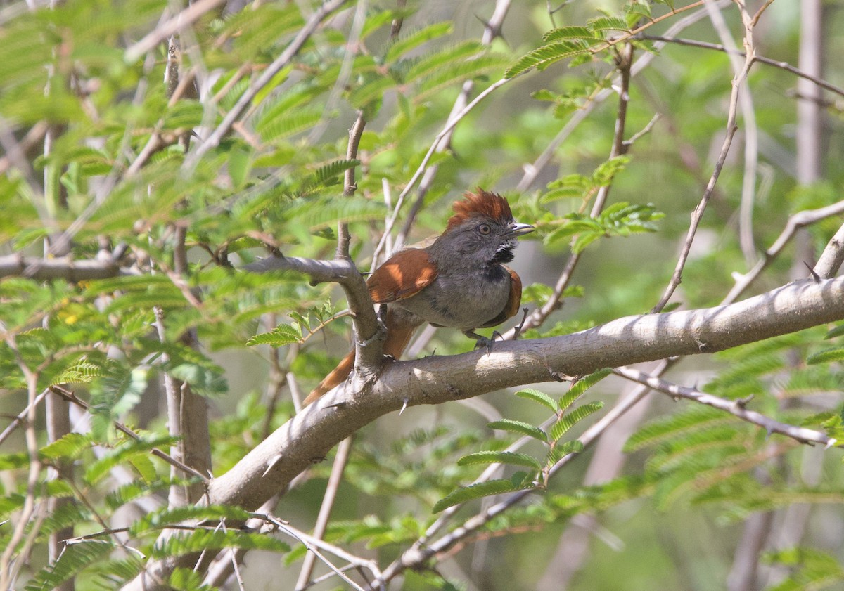 Sooty-fronted Spinetail - ML647070147